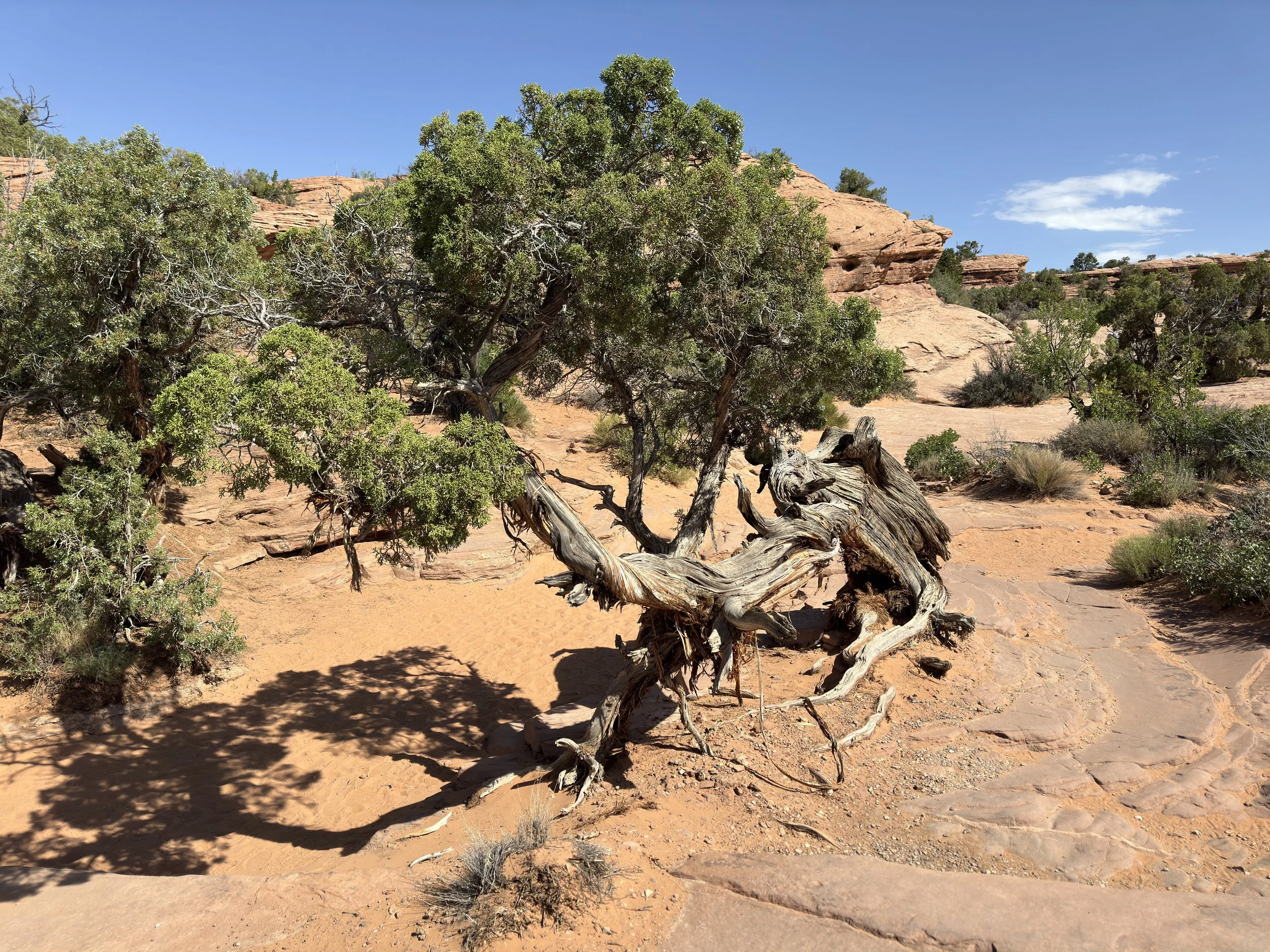 Arches National Park.jpeg