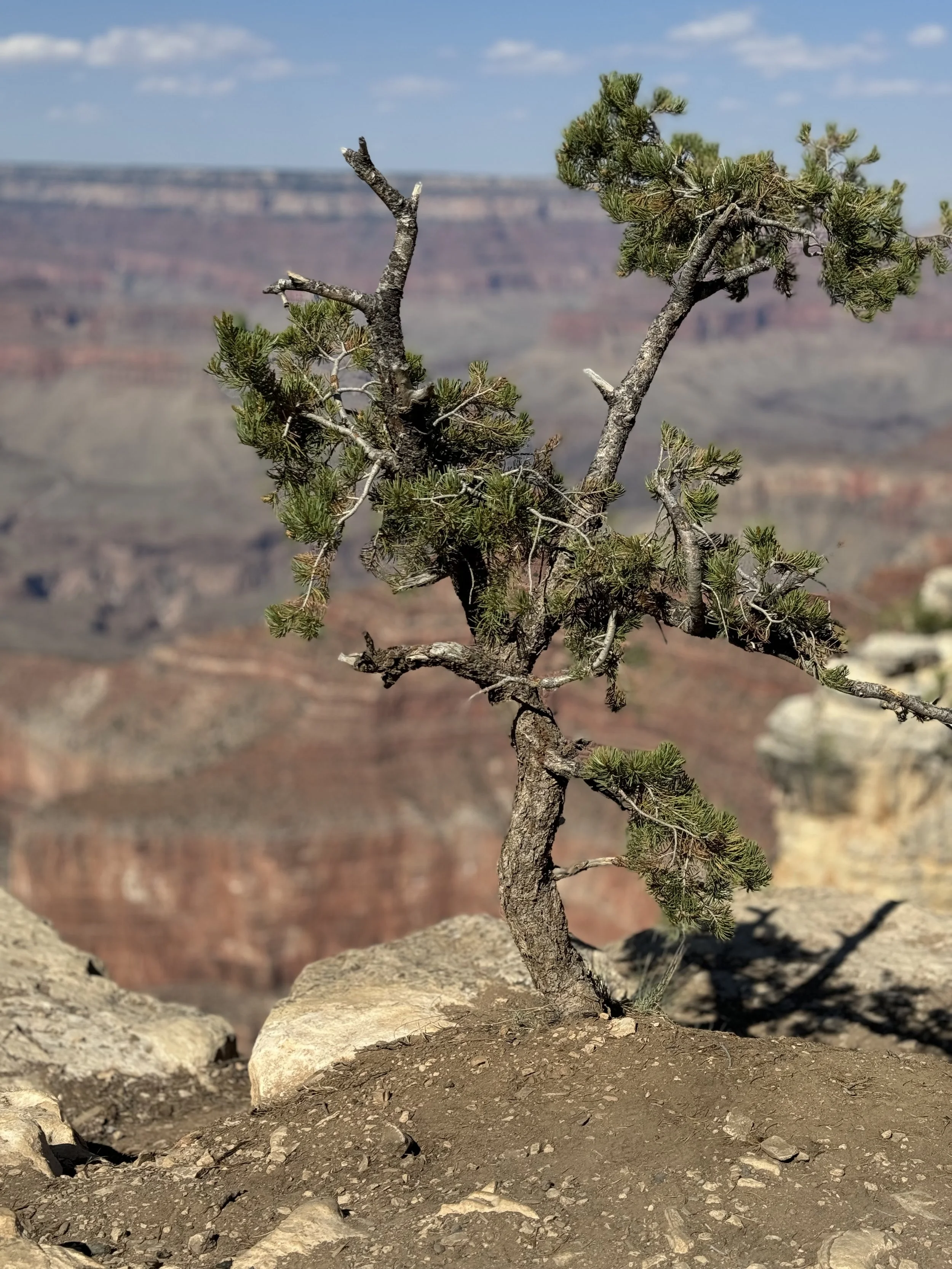 Canyon Bonsai.jpeg