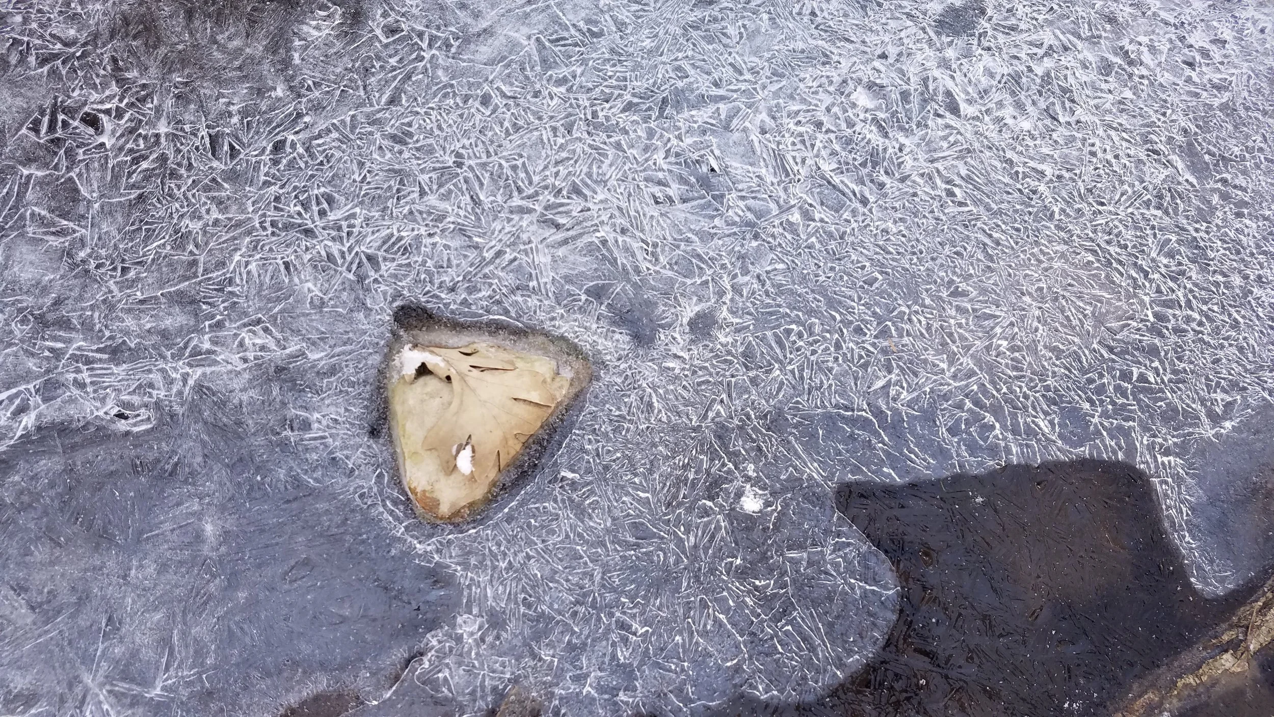 Ice study: Frosted ice surface with a leaf frozen into the ice.
