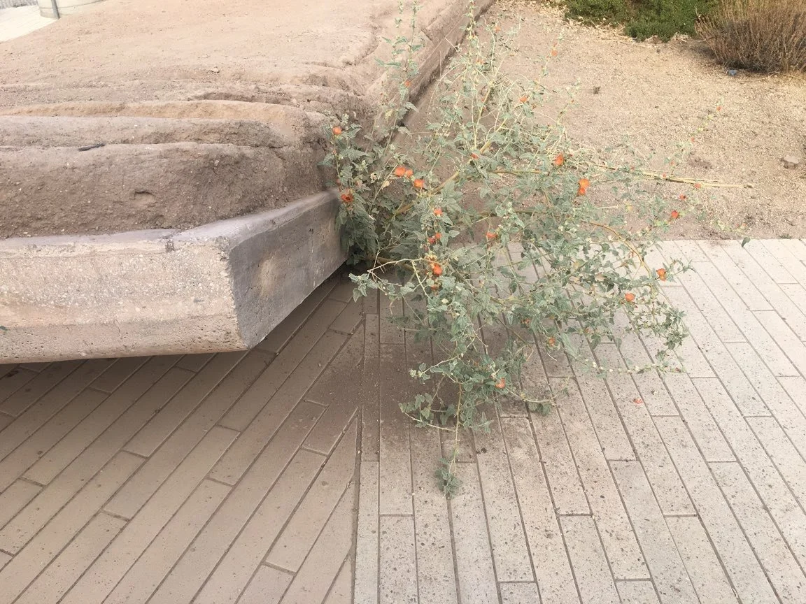 2019 vasquez rocks-01.jpeg