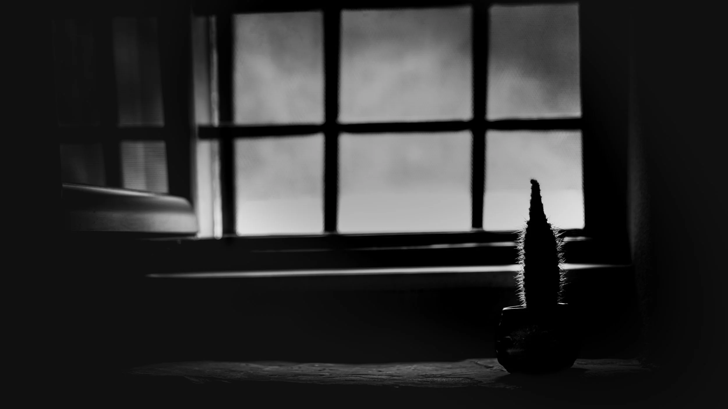 Black-and-white still life of a cactus silhouetted before a window