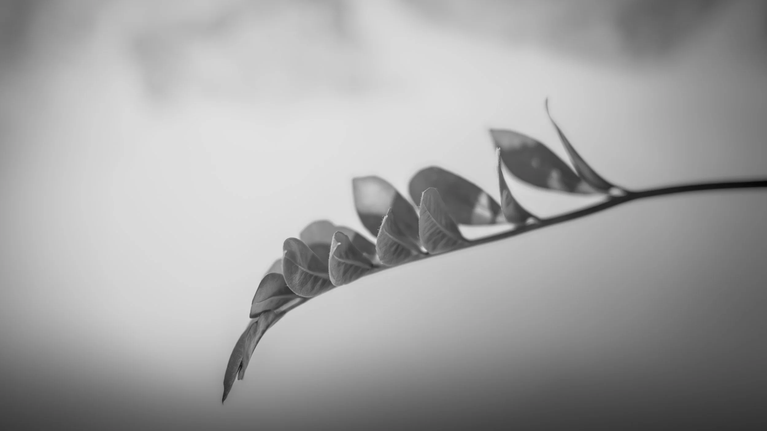 Black-and-white close-up photograph of a single leaf in soft light