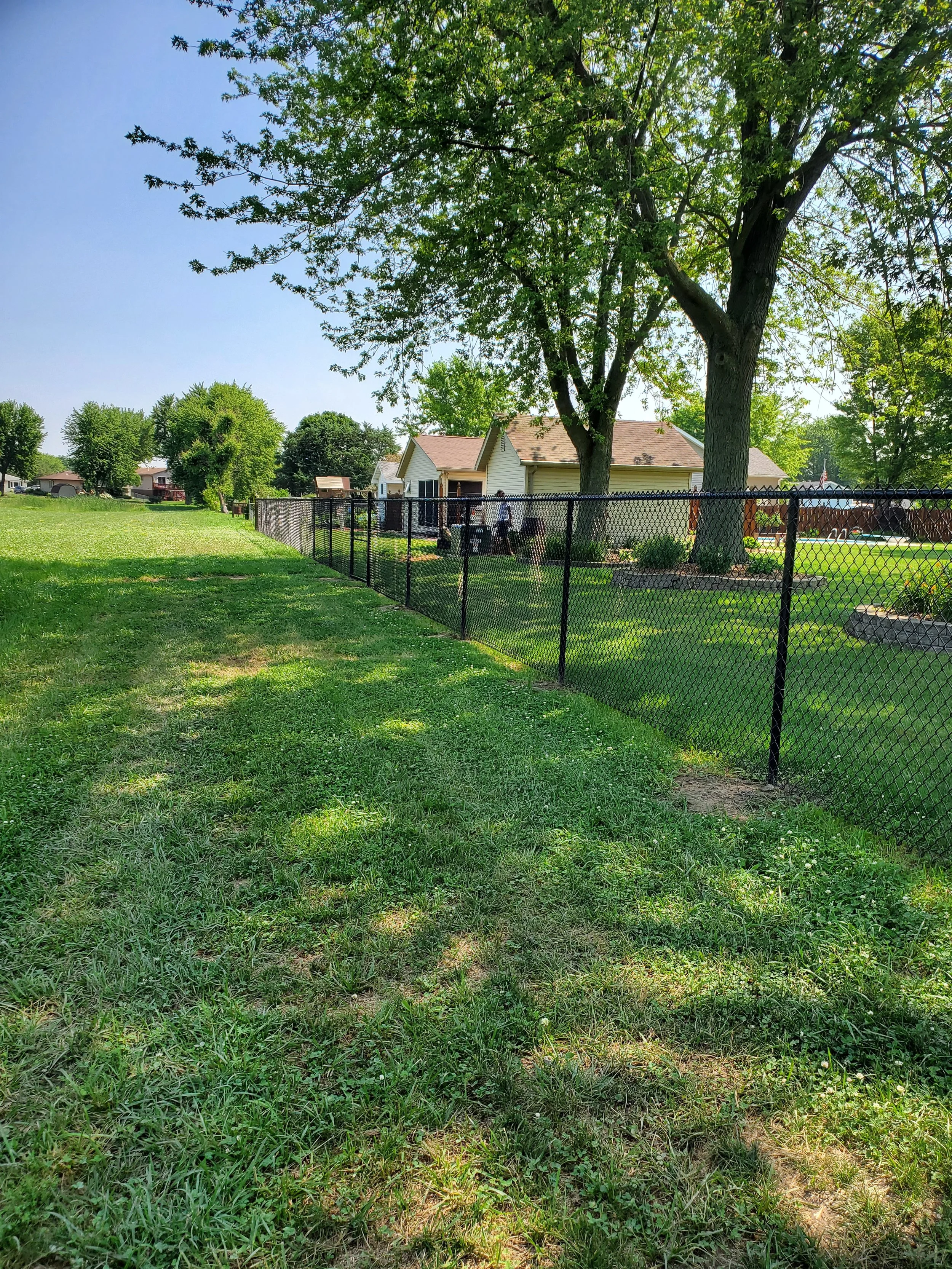 A backyard with a large tree, a black chain-link fence, and a house with a tan roof and white siding, under a clear blue sky with lush green grass and other trees in the background.