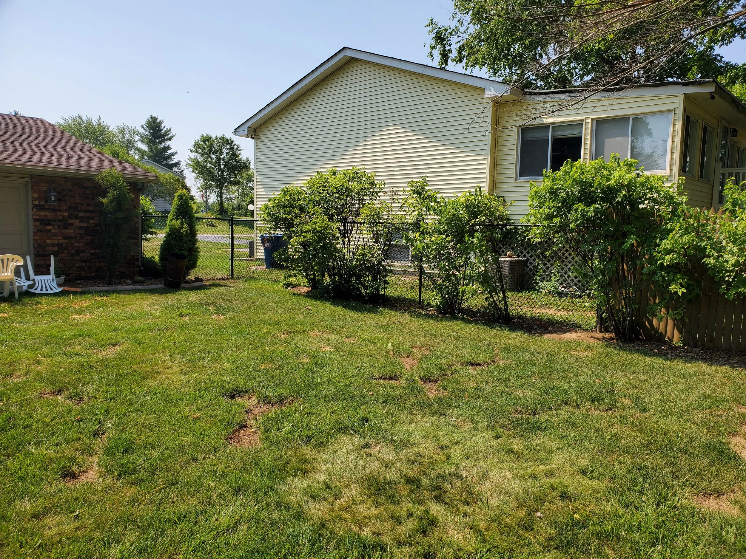 A backyard scene with a yellow house, a chain-link fence, green shrubs, and trees. There are two white chairs on the lawn.