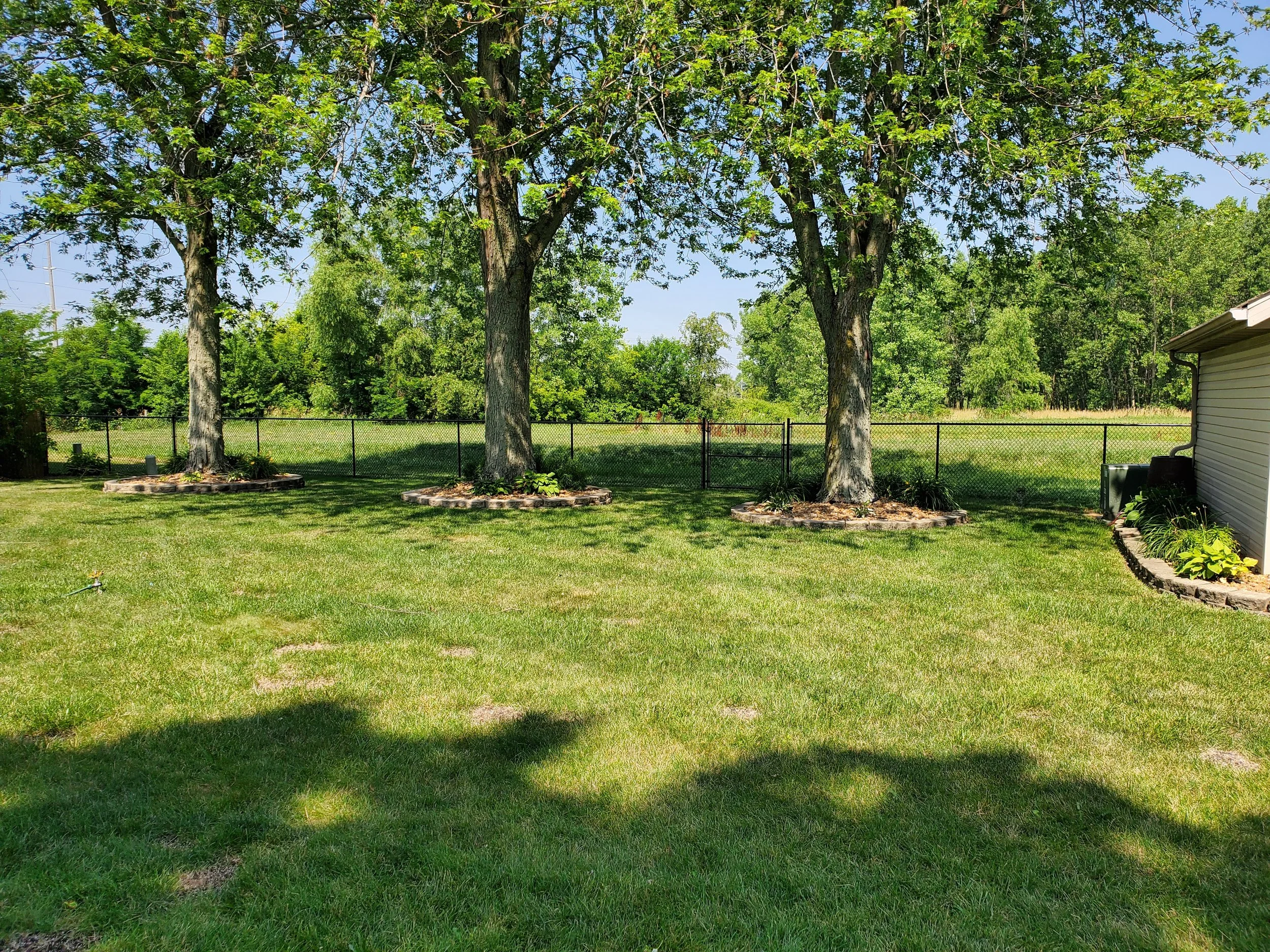 A backyard with a well-maintained lawn, three large trees with green leaves, a chain-link fence, a small structure to the right, and a clear blue sky.