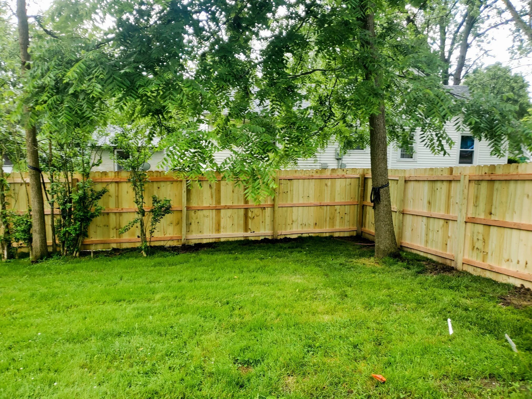 A backyard scene with a green lawn, three trees with leaves, and a wooden fence. There are houses visible beyond the fence.