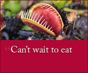 A venus flytrap is front and center with its "mouth" open ready to catch an insect. The headline reads "So happy to eat... I mean, meet you."