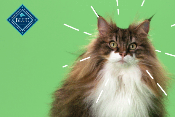 Long-haired brown and white cat with wide eyes against a bright green background, with white lines radiating outward and a blue diamond-shaped logo in the top left corner.