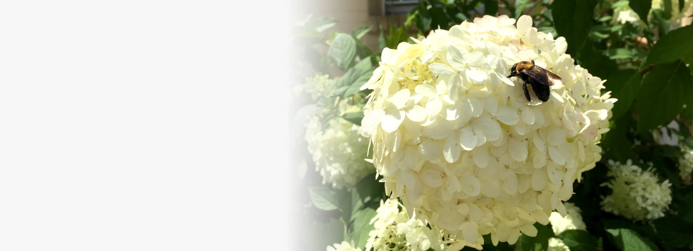 Close-up of a white hydrangea flower cluster with a bee sitting on it, surrounded by green leaves.