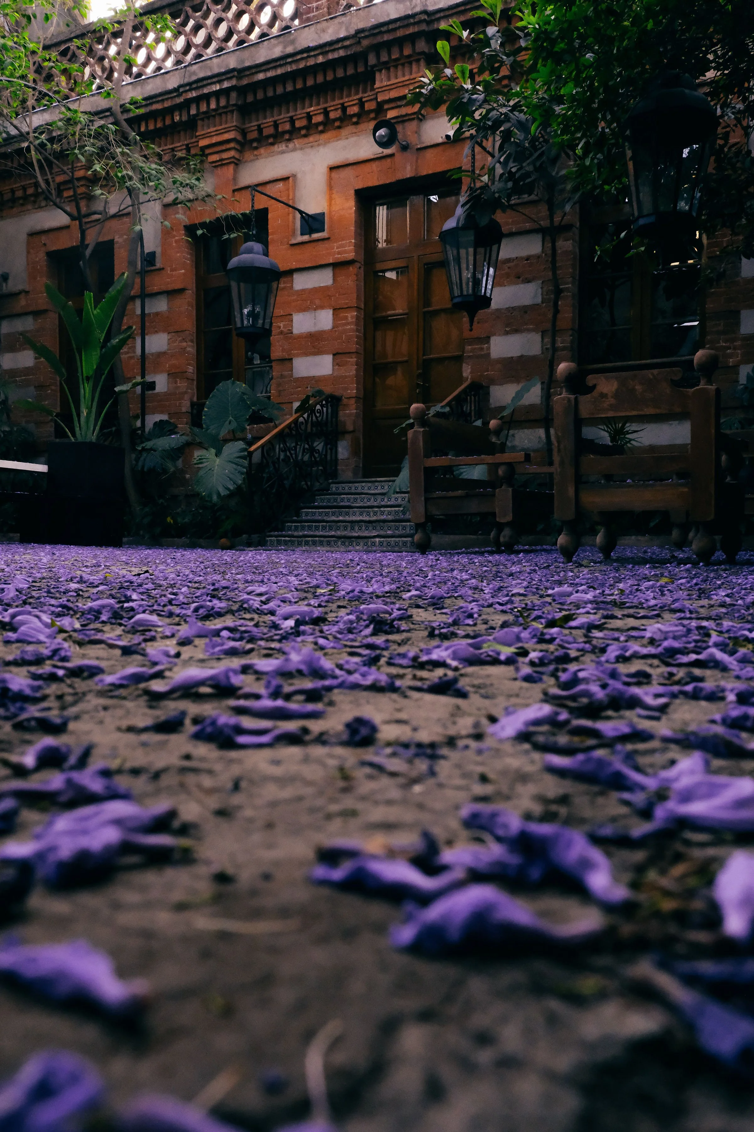 jacaranda ground .jpeg