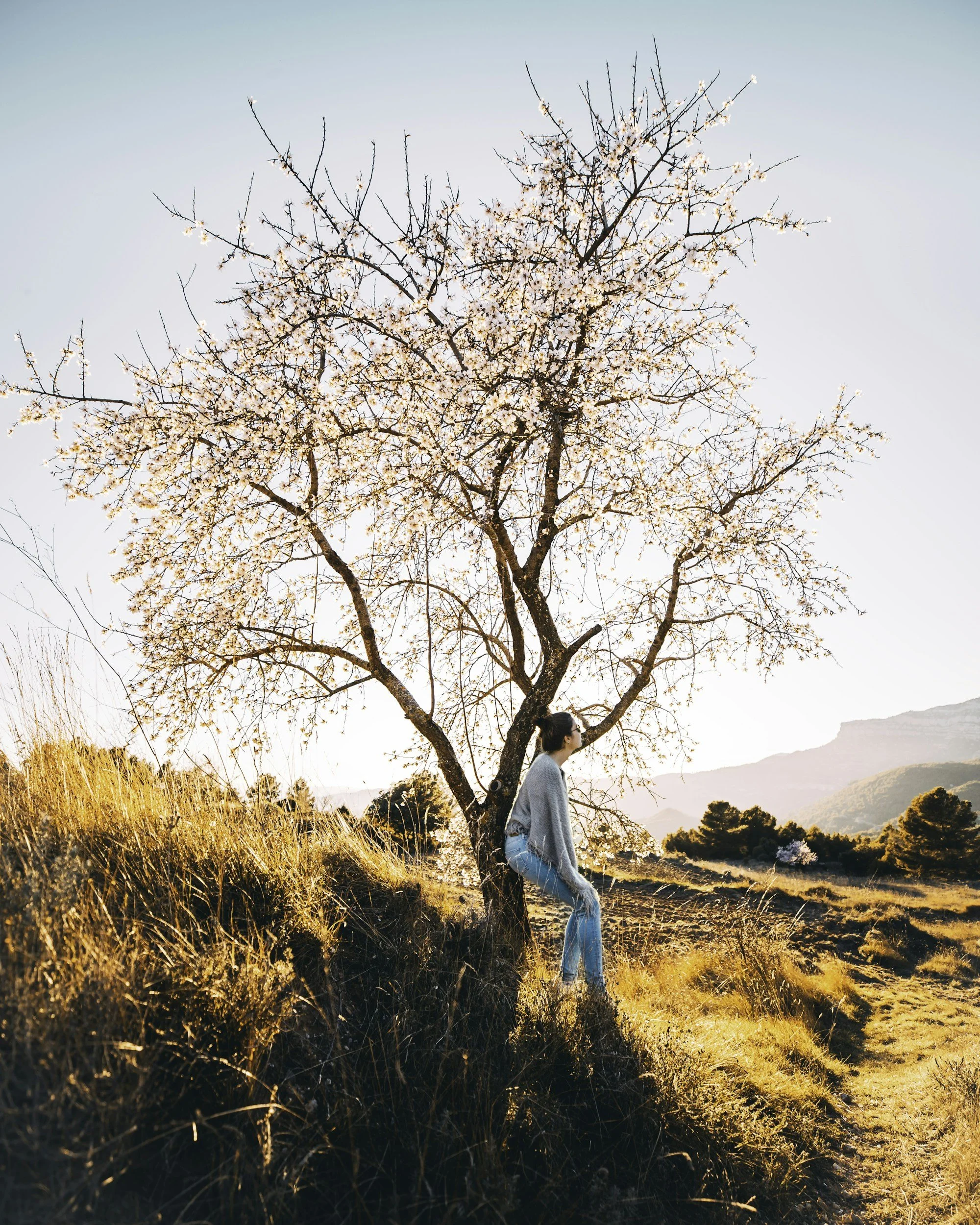 A woman sitting under a blossoming cherry tree during sunset, with mountains in the background and grassy field in the foreground.