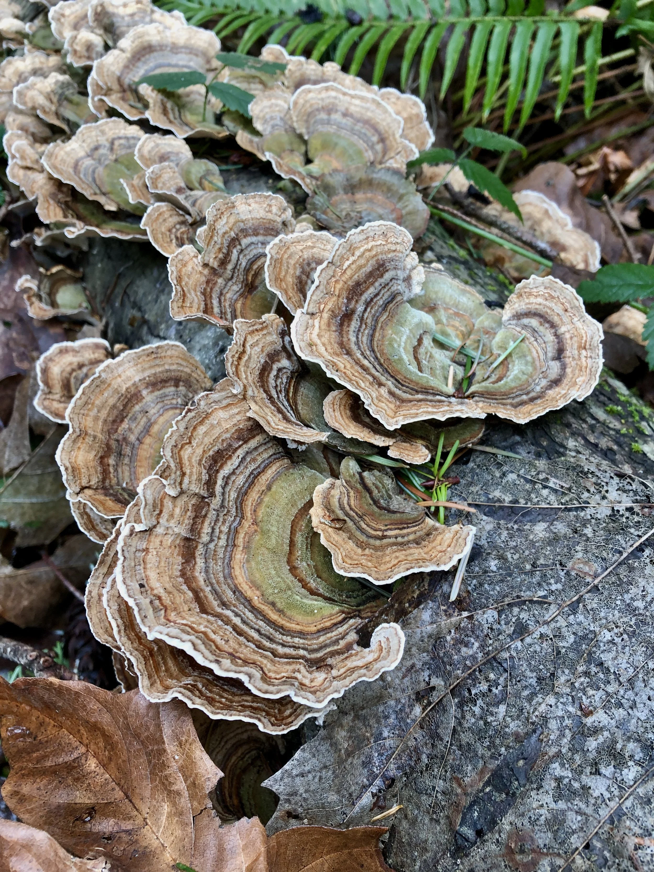 Close-up of banded turkey tail mushrooms growing on a nurse log surrounded by fallen leaves and small green plants.