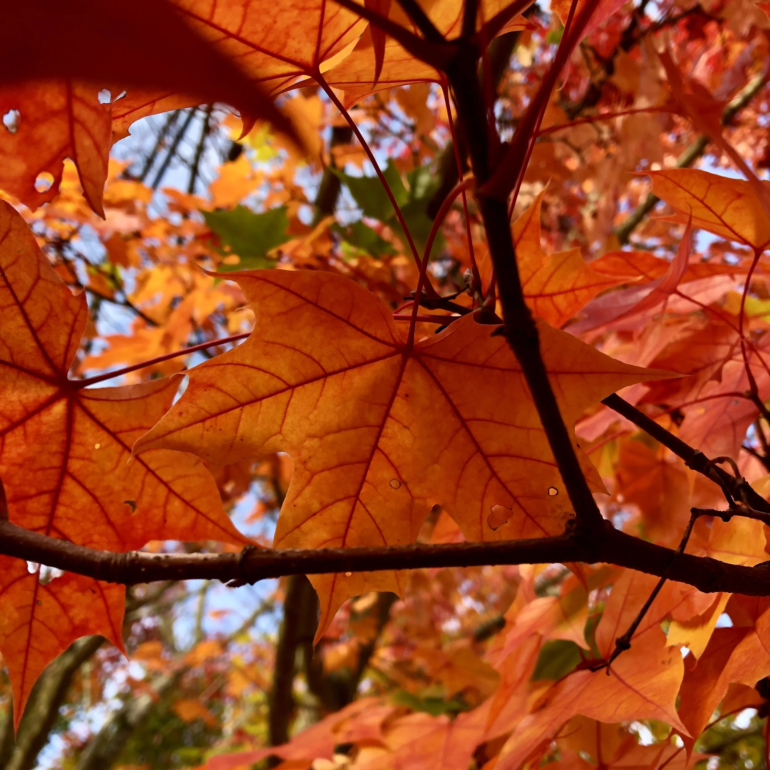 Close-up of vibrant orange and red autumn leaves on a tree, with some blue sky peeking through in the background.