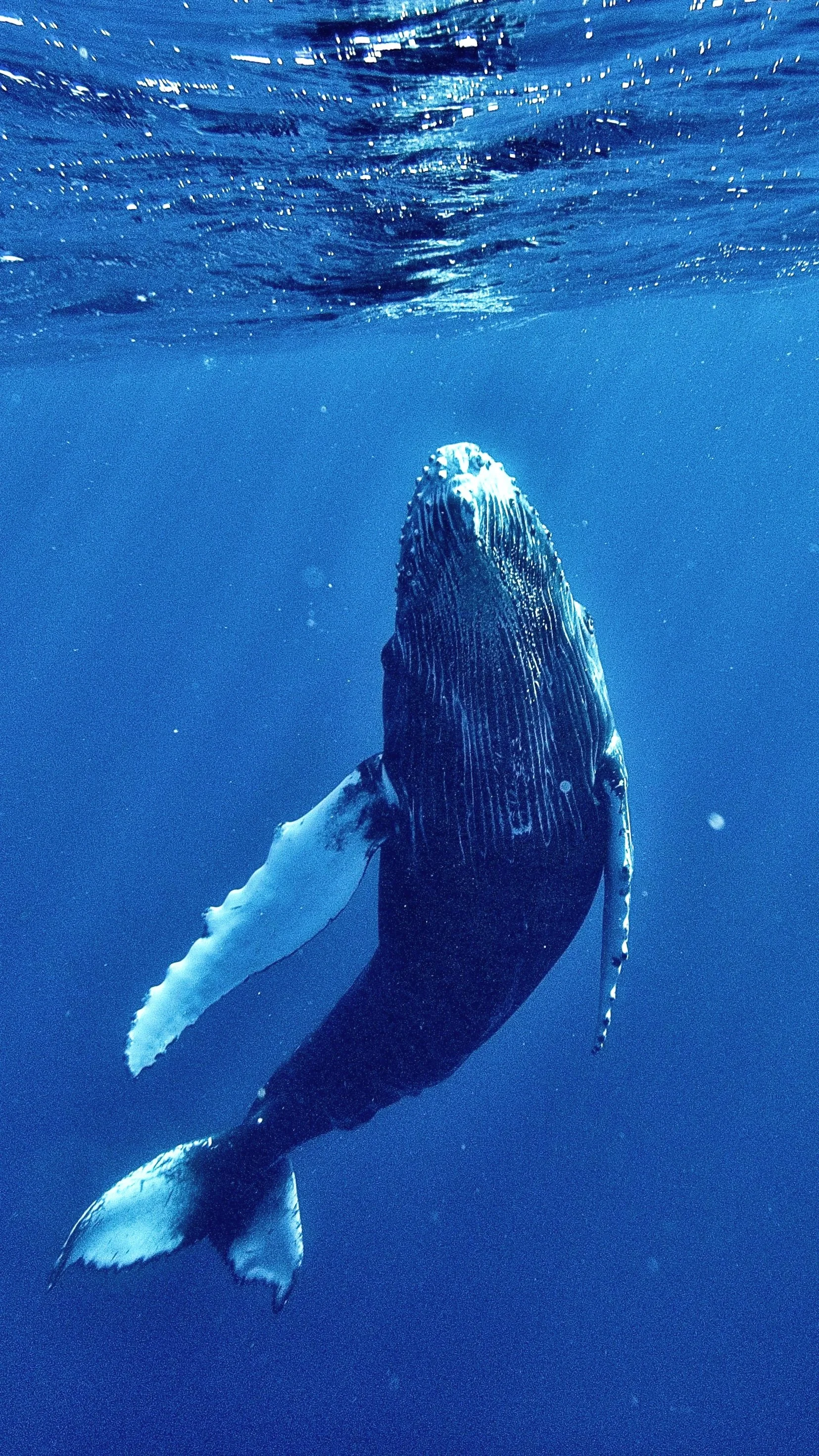A whale swimming underwater in the ocean.