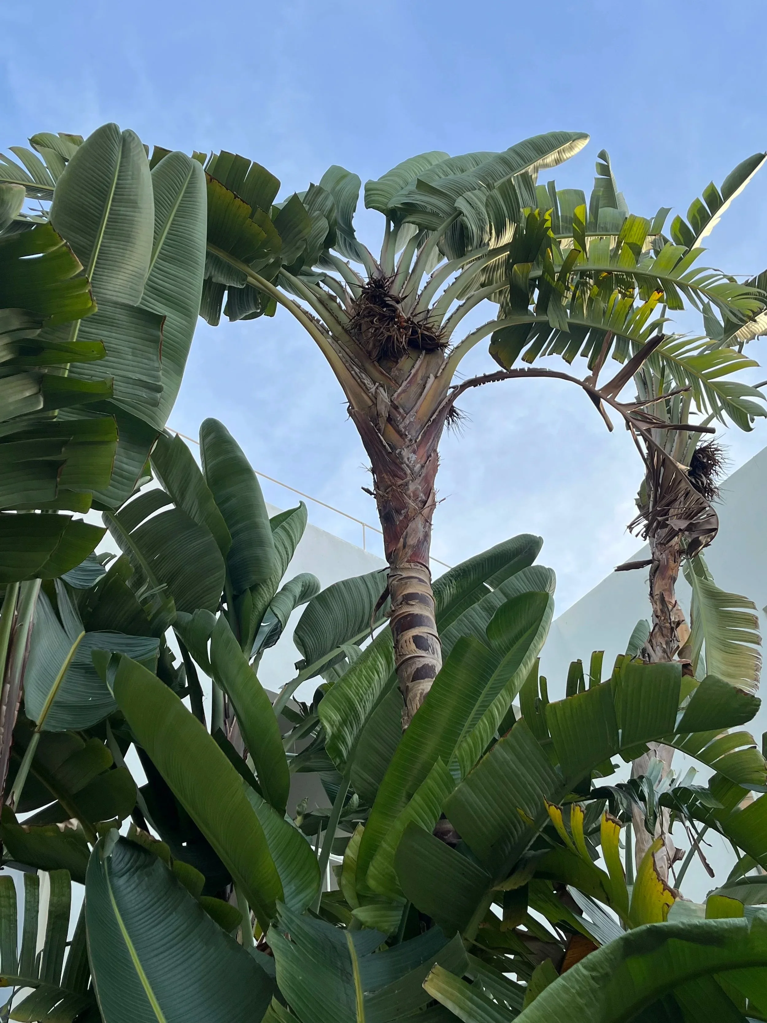 Tropical banana trees with large green leaves against a clear blue sky
