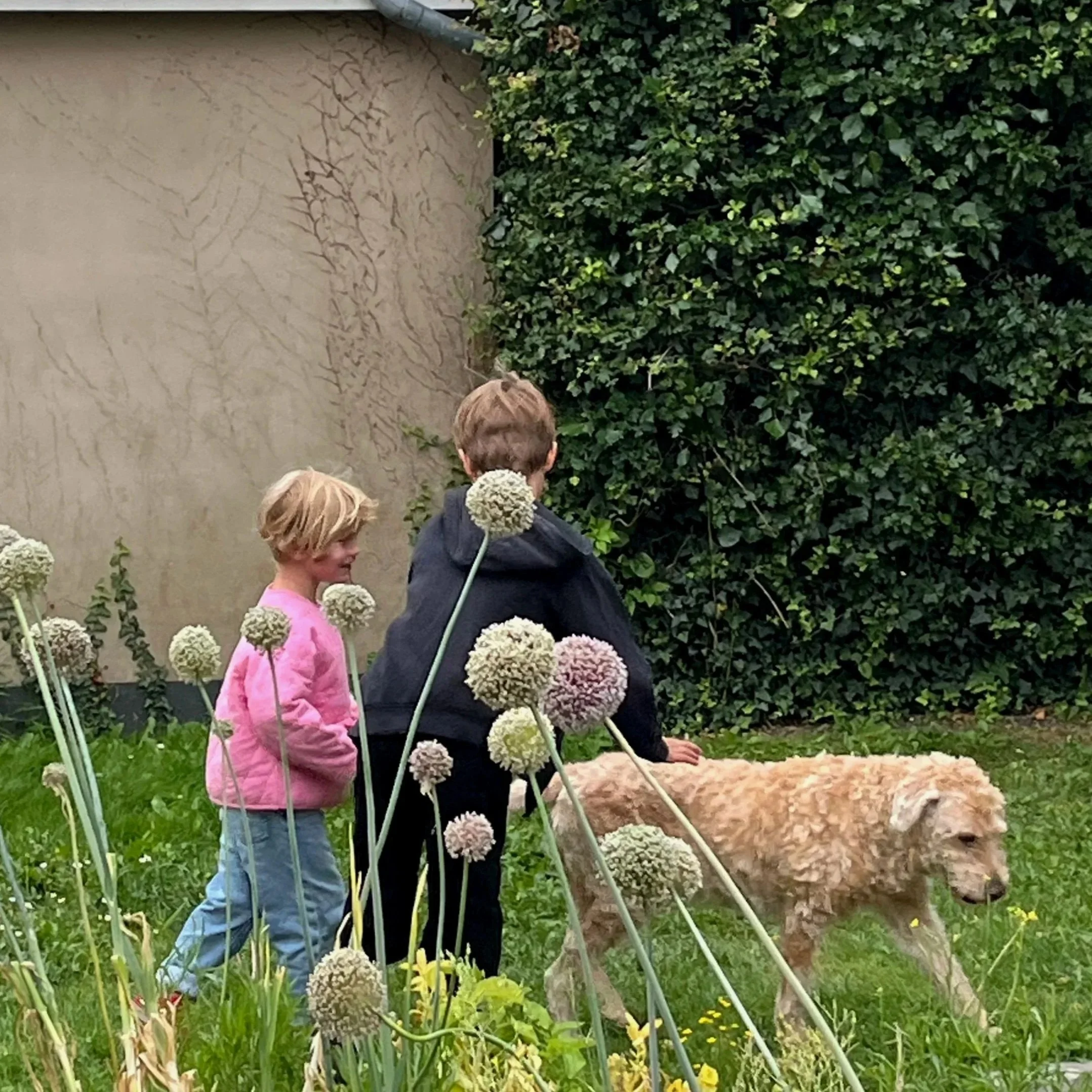 Two children and a large curly-haired dog in a garden with blooming allium flowers and ivy-covered walls