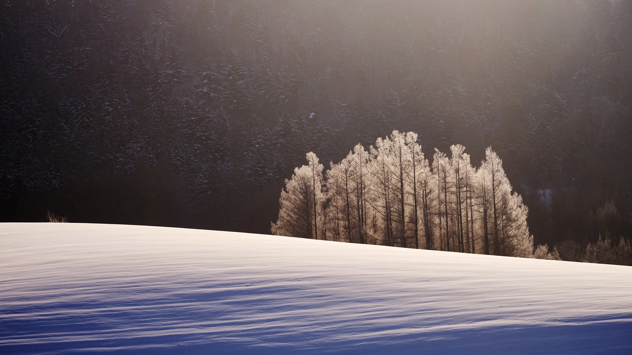 Snow-covered landscape with a group of leafless trees in the foreground and a densely forested hillside in the background under a warm, glowing sunset sky.