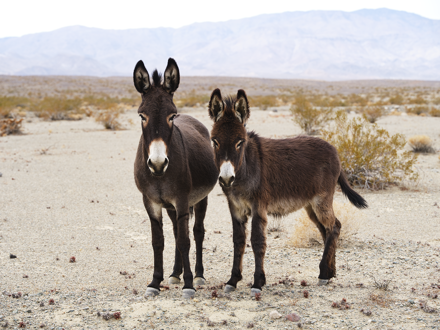 Two donkeys standing in a desert landscape with mountains in the background.
