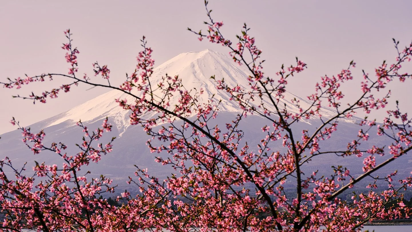 Mount Fuji with snow on its peak, framed by cherry blossom trees with pink flowers in spring.