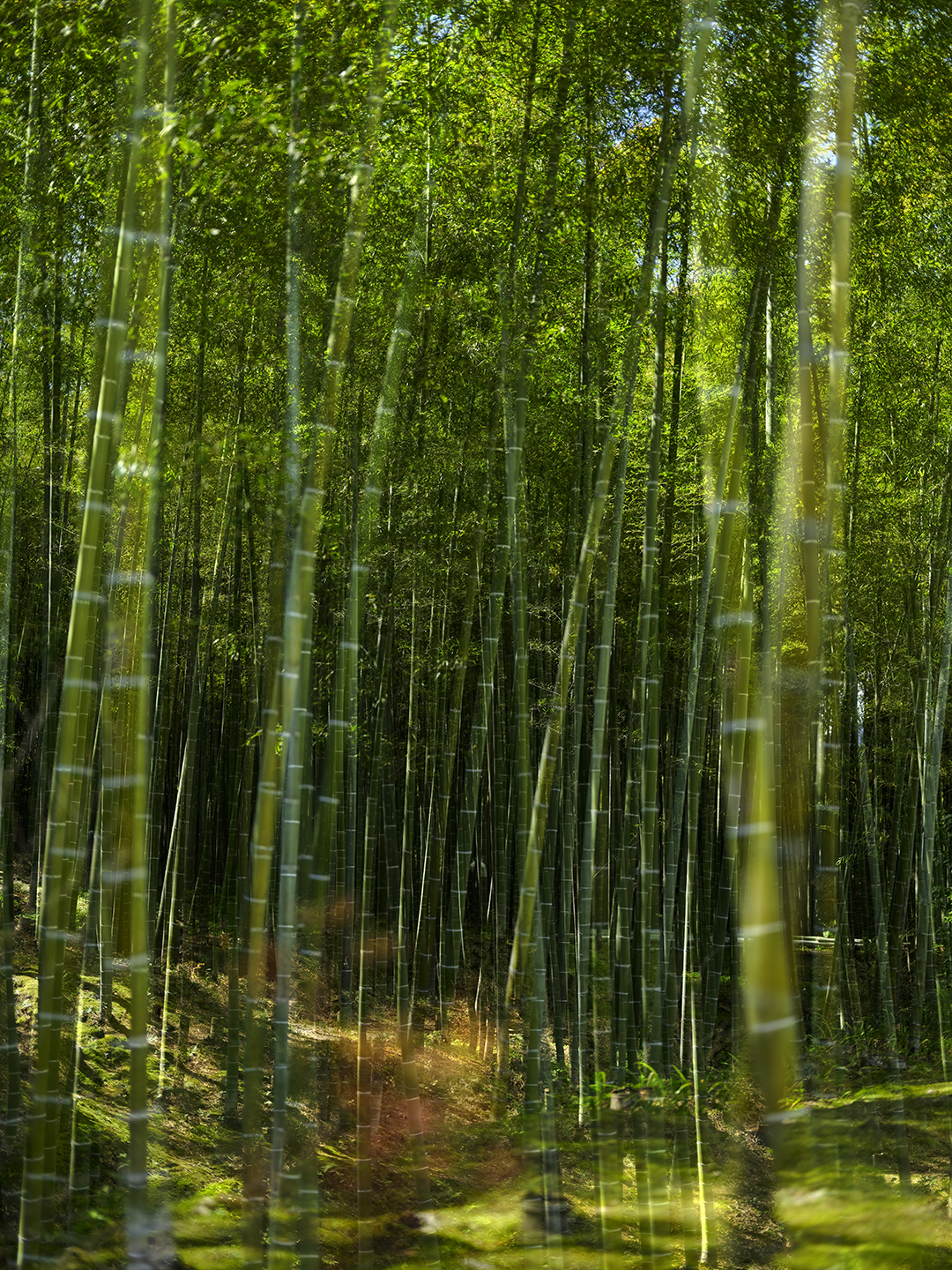 Lush bamboo forest with tall, green bamboo stalks and sunlight filtering through the leaves.