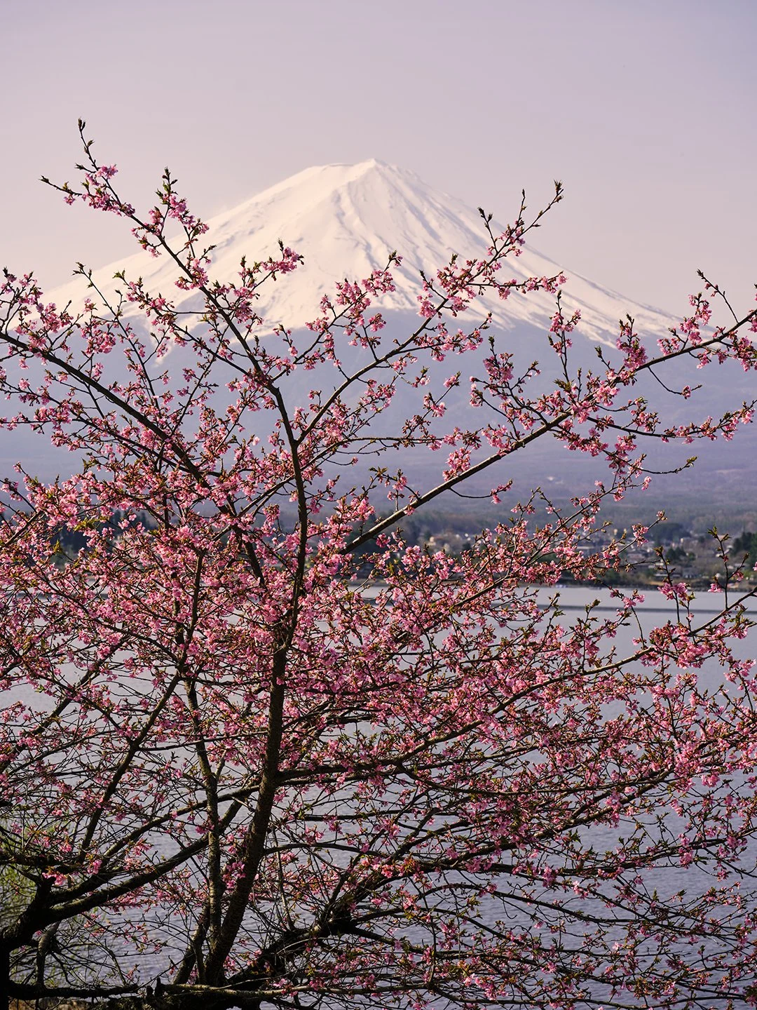 Cherry blossom tree with pink flowers in front of Mount Fuji with snow-capped peak.