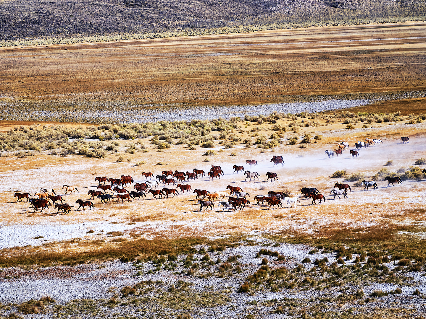A herd of horses running across a dry, arid landscape with sparse bushes and grass, under a clear sky.