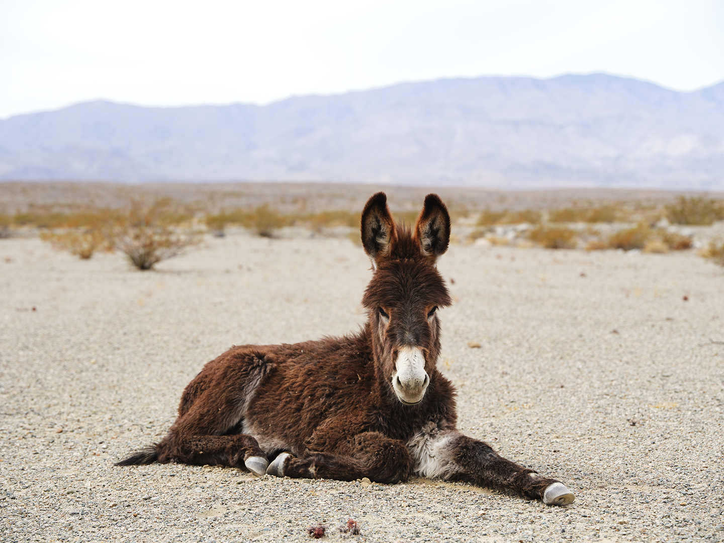Death Valley Burro Friend