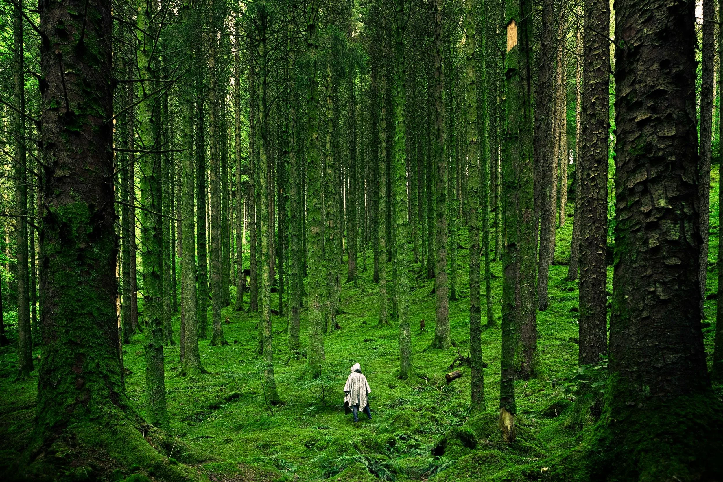 Person Walking Through Forest in Cape, Photo By Luis Del Río Camacho