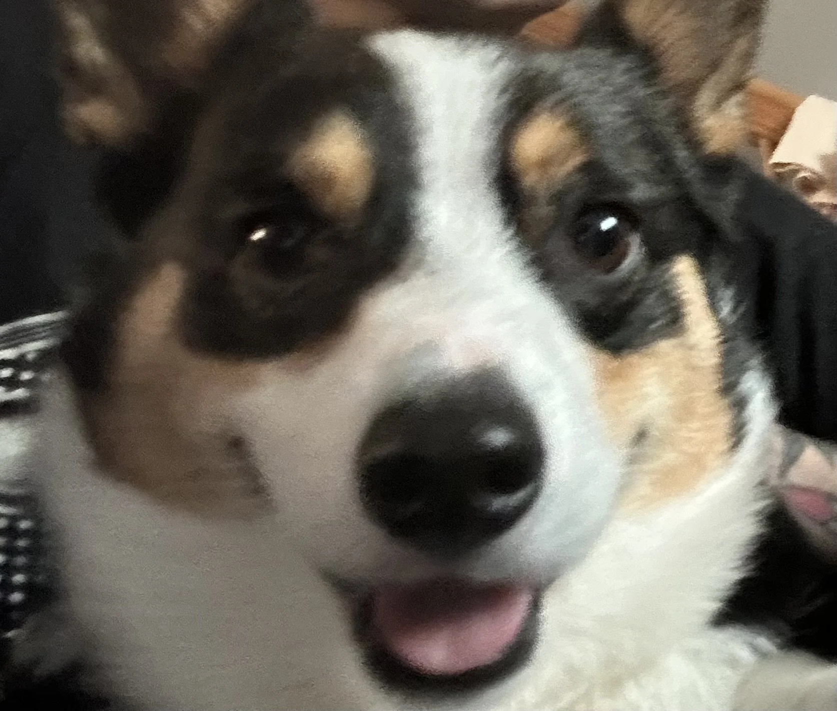 Close-up of a Siberian Husky puppy with black, white, and tan fur, looking directly at the camera with its tongue slightly sticking out.
