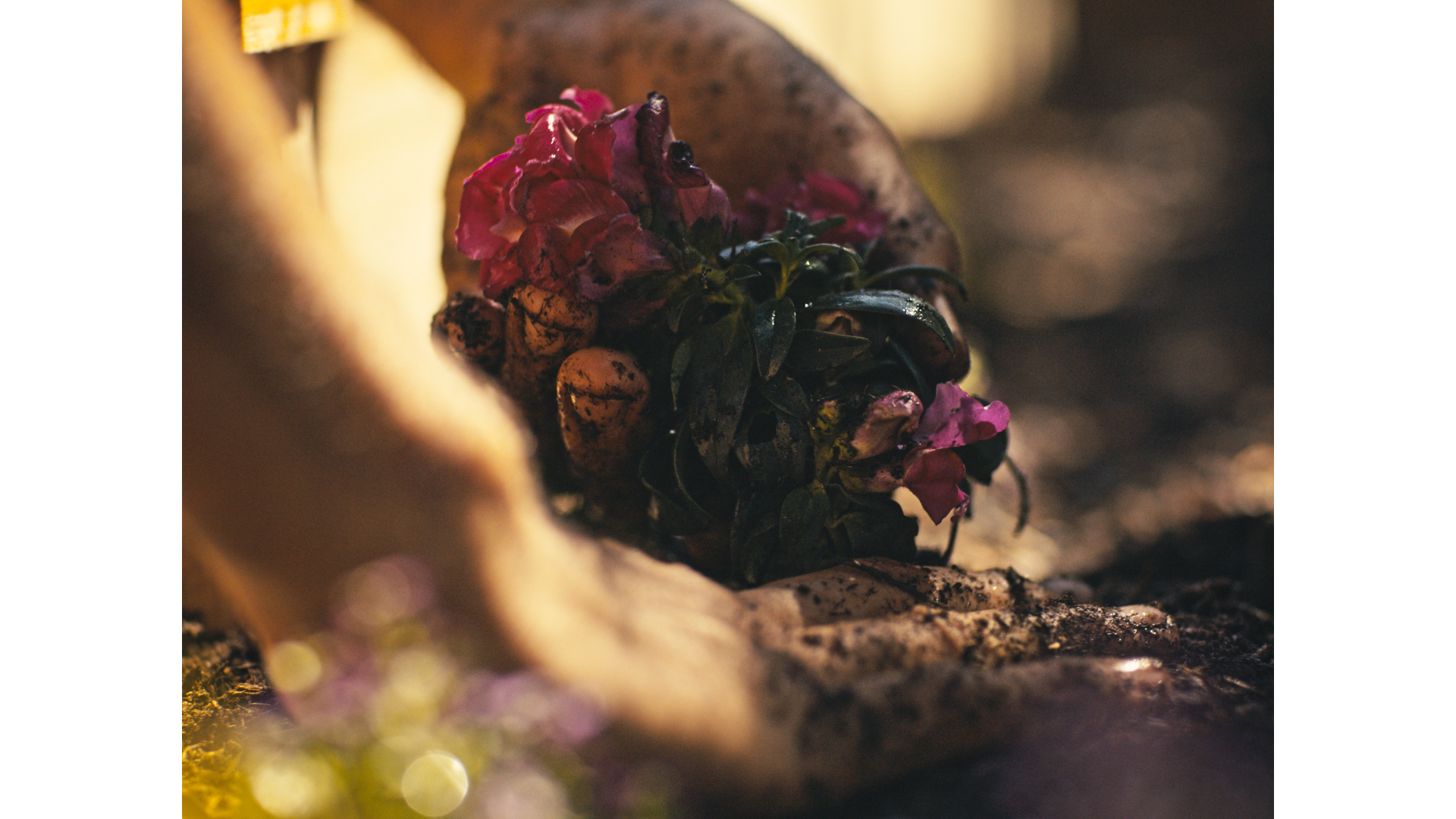 TIERRA website still 5.png