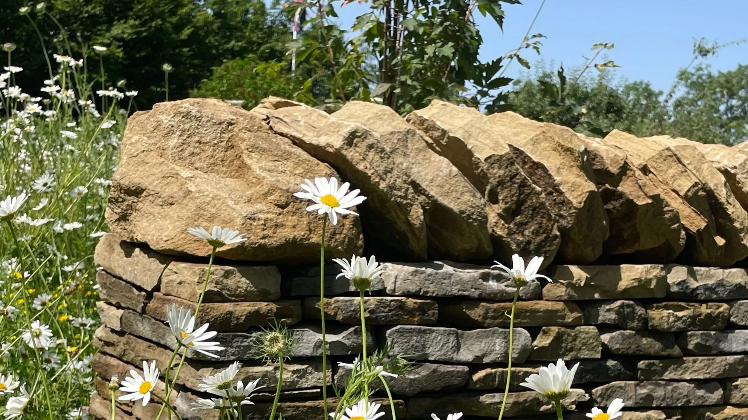 A stone wall made of irregularly shaped rocks with white daisies growing in front of it and green trees and bushes in the background under a blue sky.