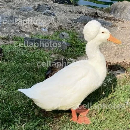 Funky-Haired Duck