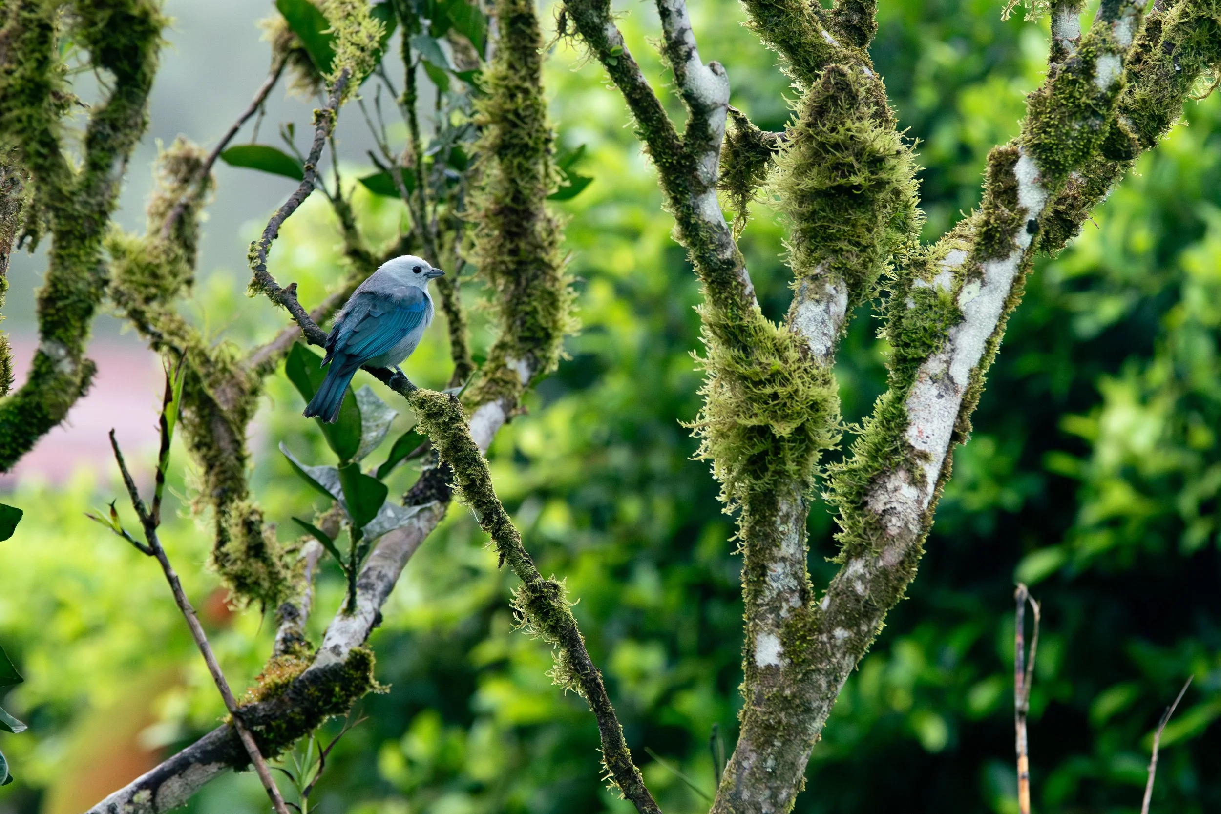 A small blue and white bird perched on a moss-covered branch in a lush green forest.