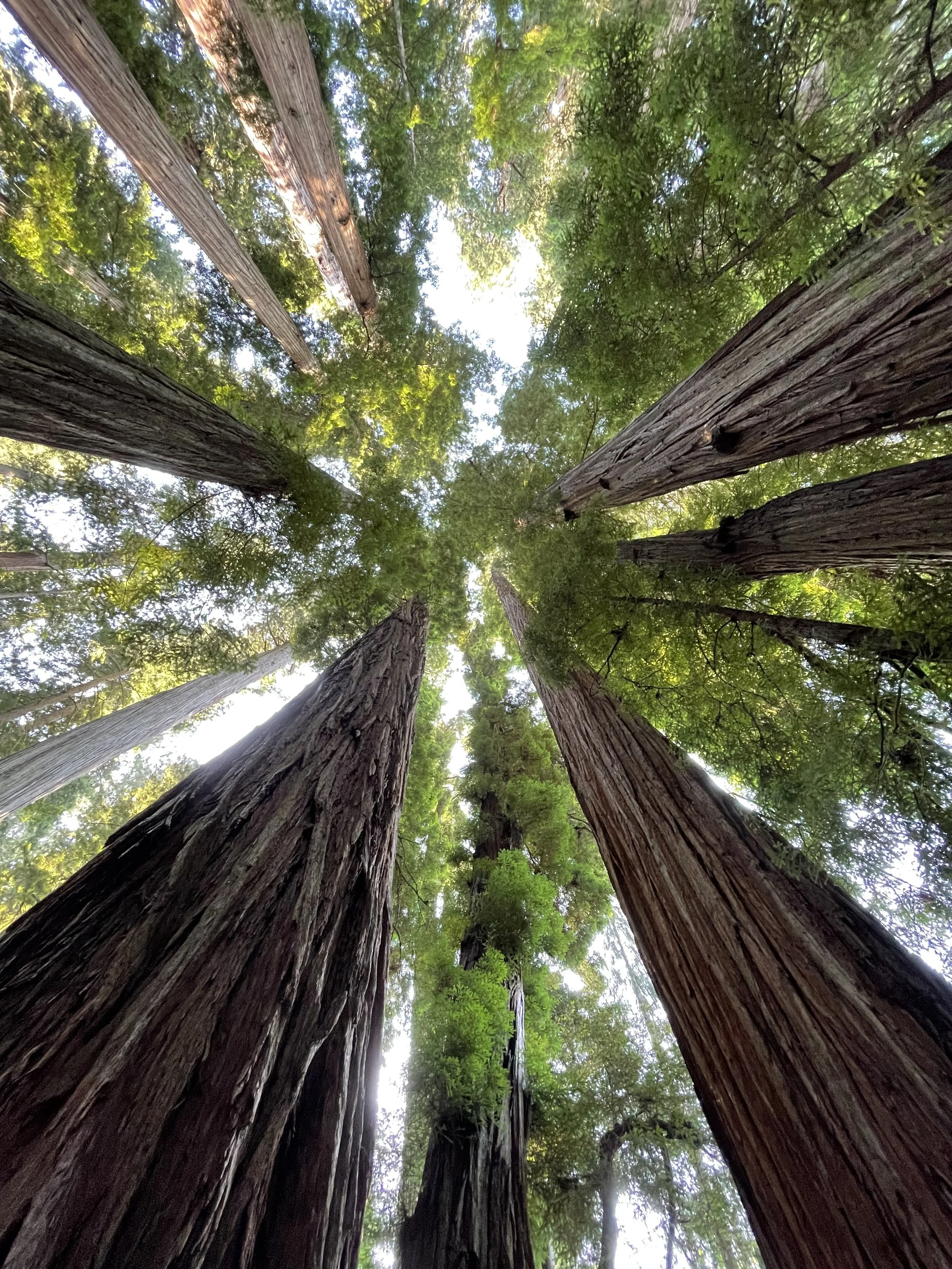 Looking up at tall redwood trees with green canopies and sunlight filtering through