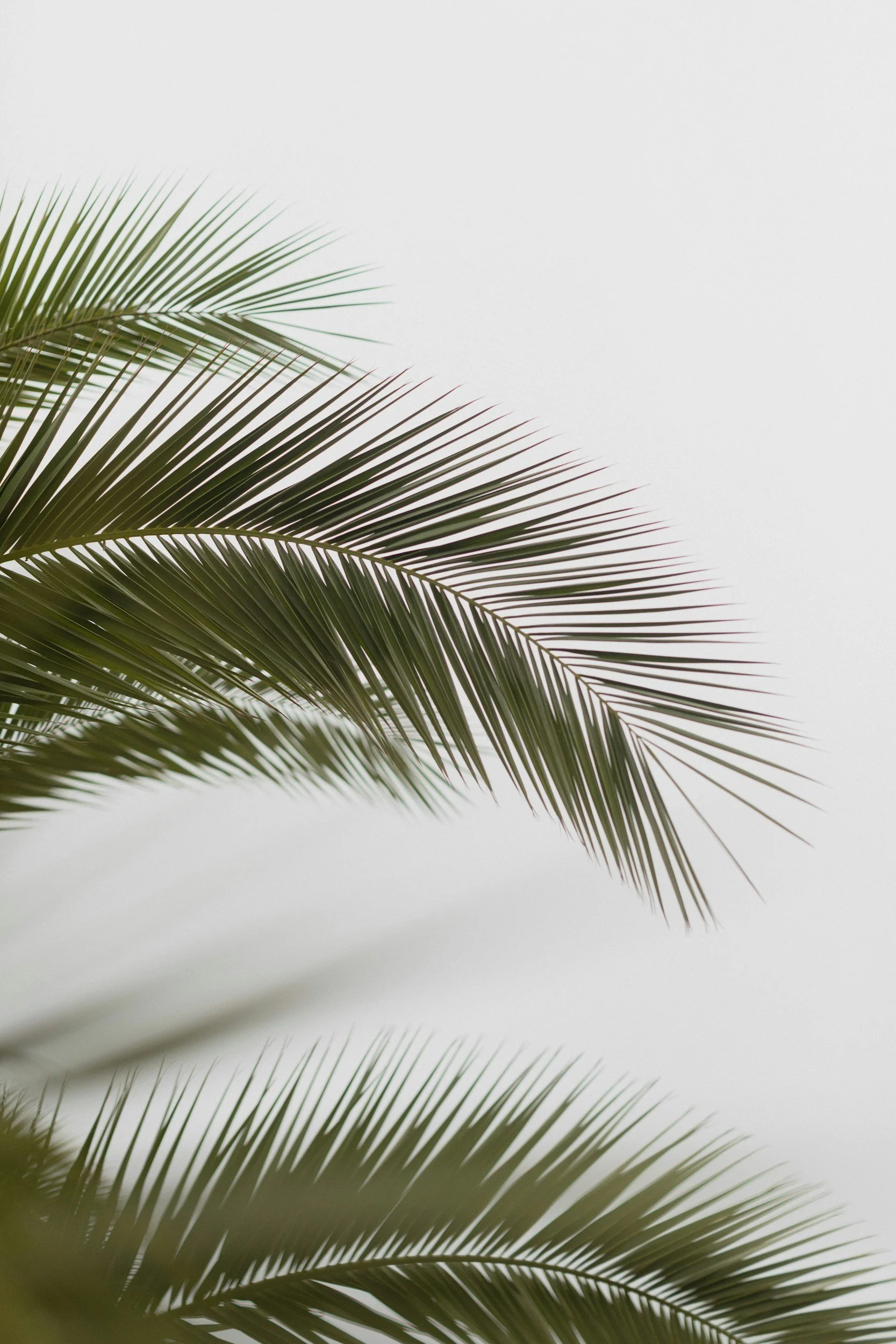 Close-up of palm tree leaves against a plain light gray background.