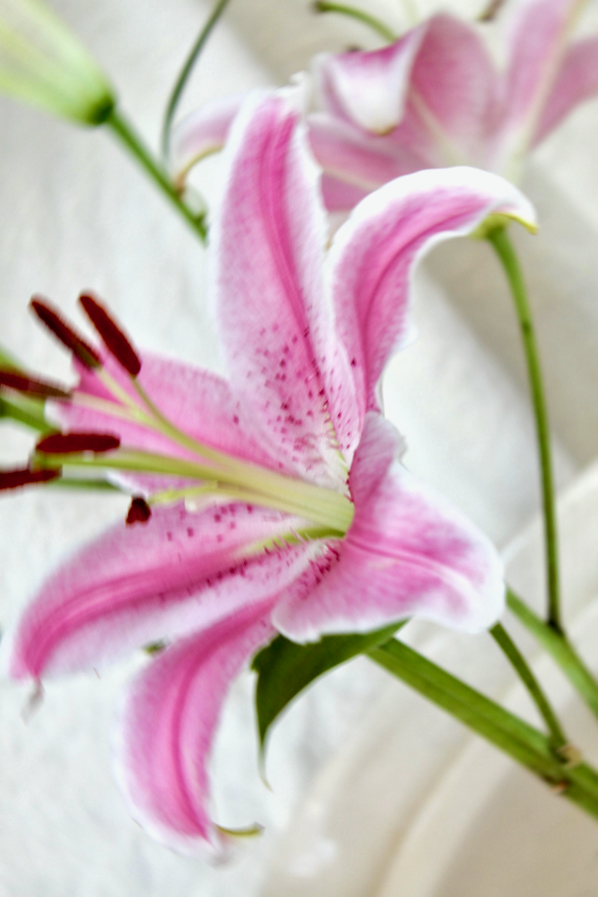 IMG_4108.png