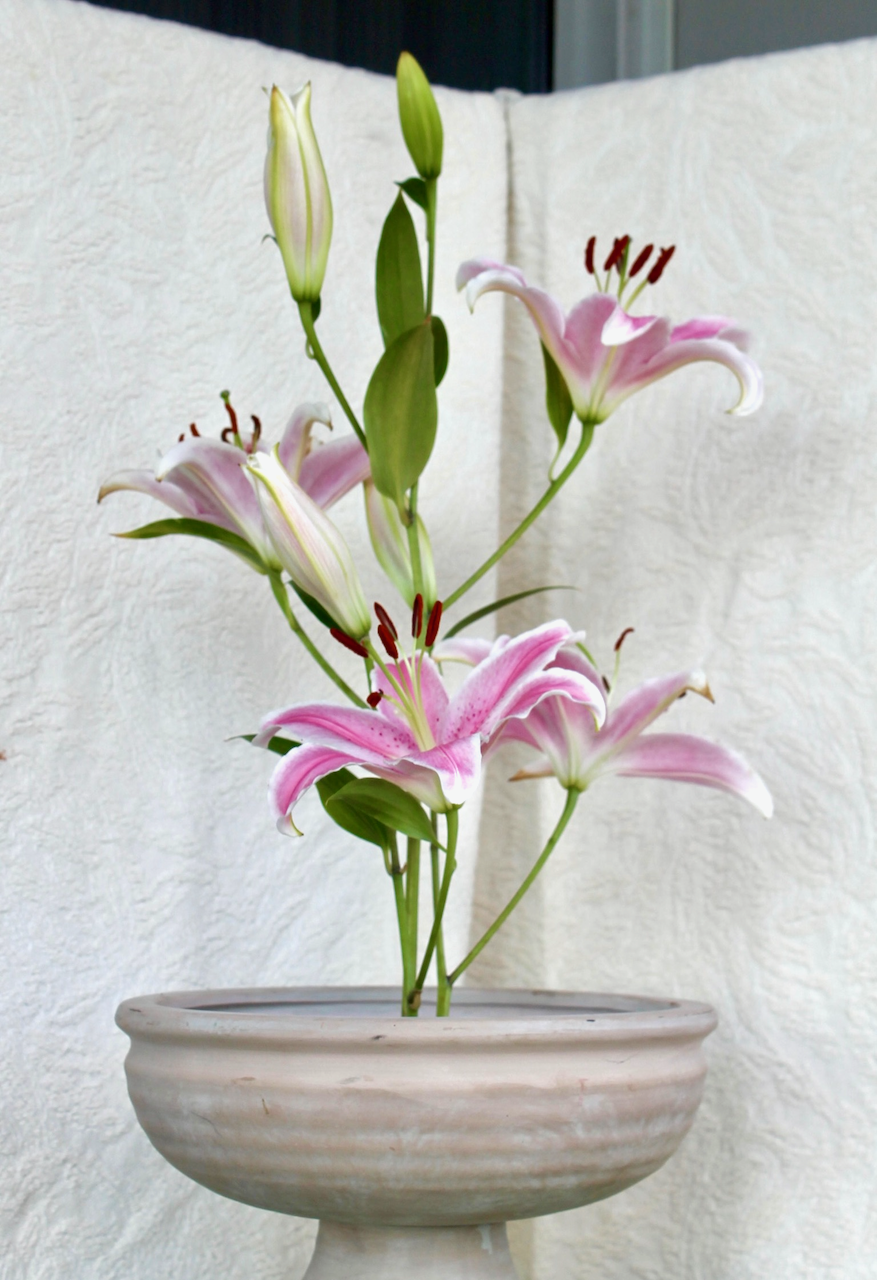 IMG_4111.png