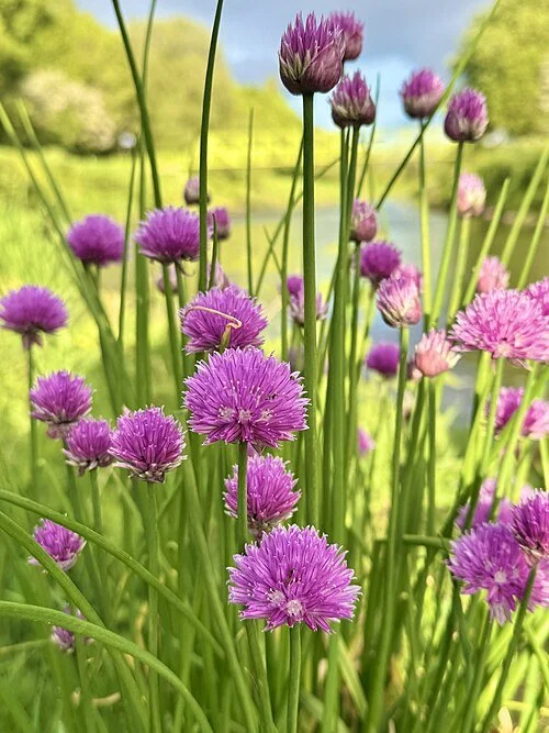 Chives