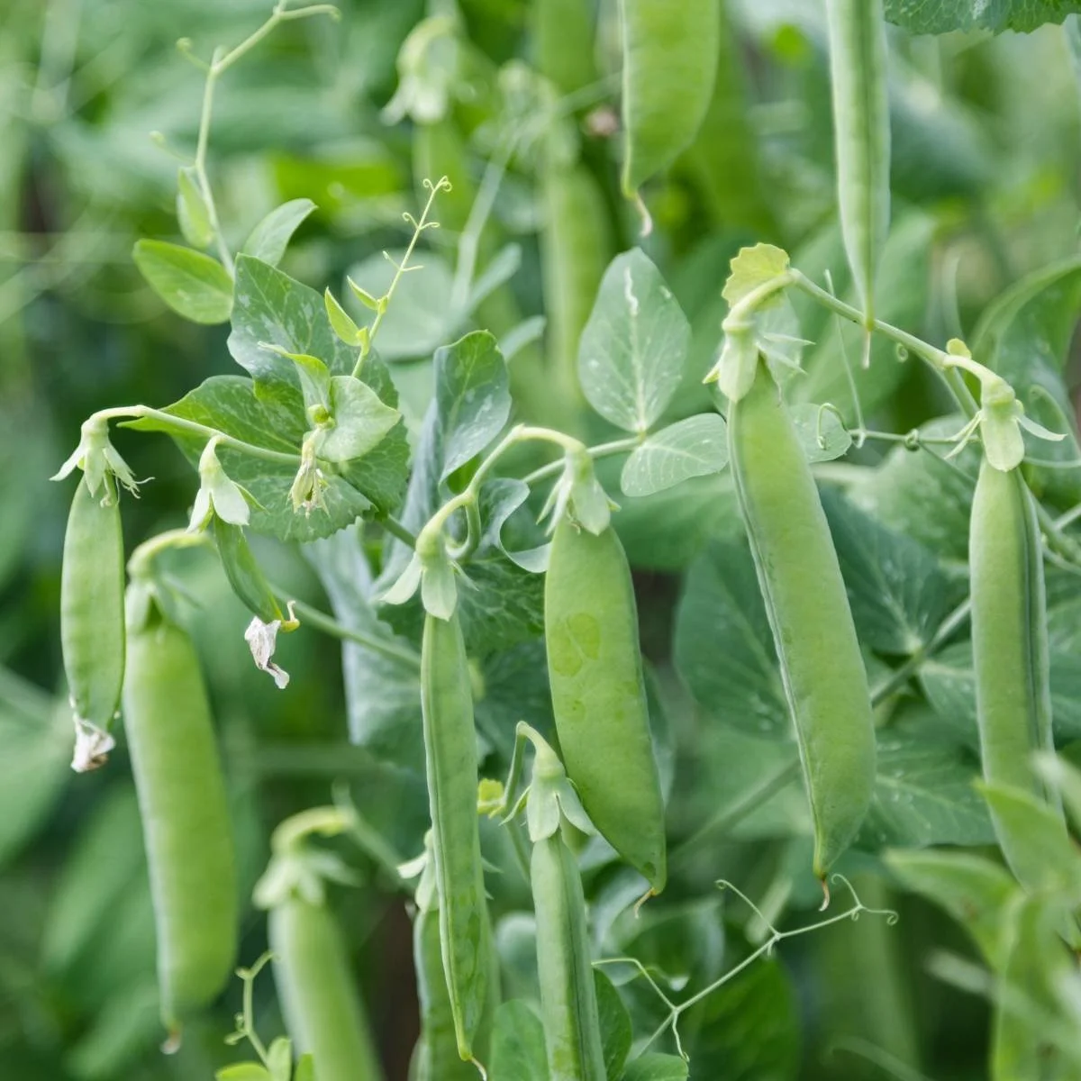 Sugar Snap Pea ‘Sugar Bon’