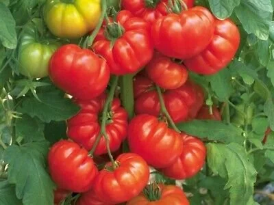 Rouge De Marmande