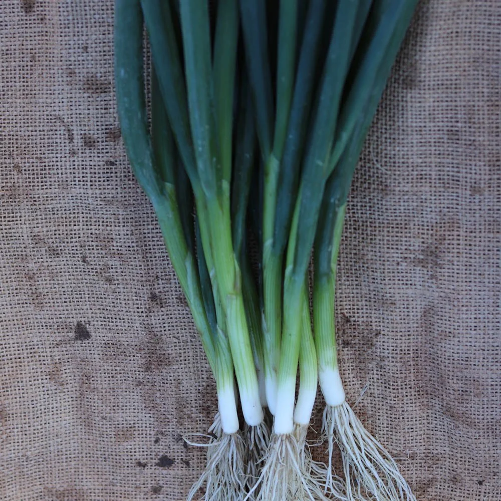 Spring Onion ‘Paragon’