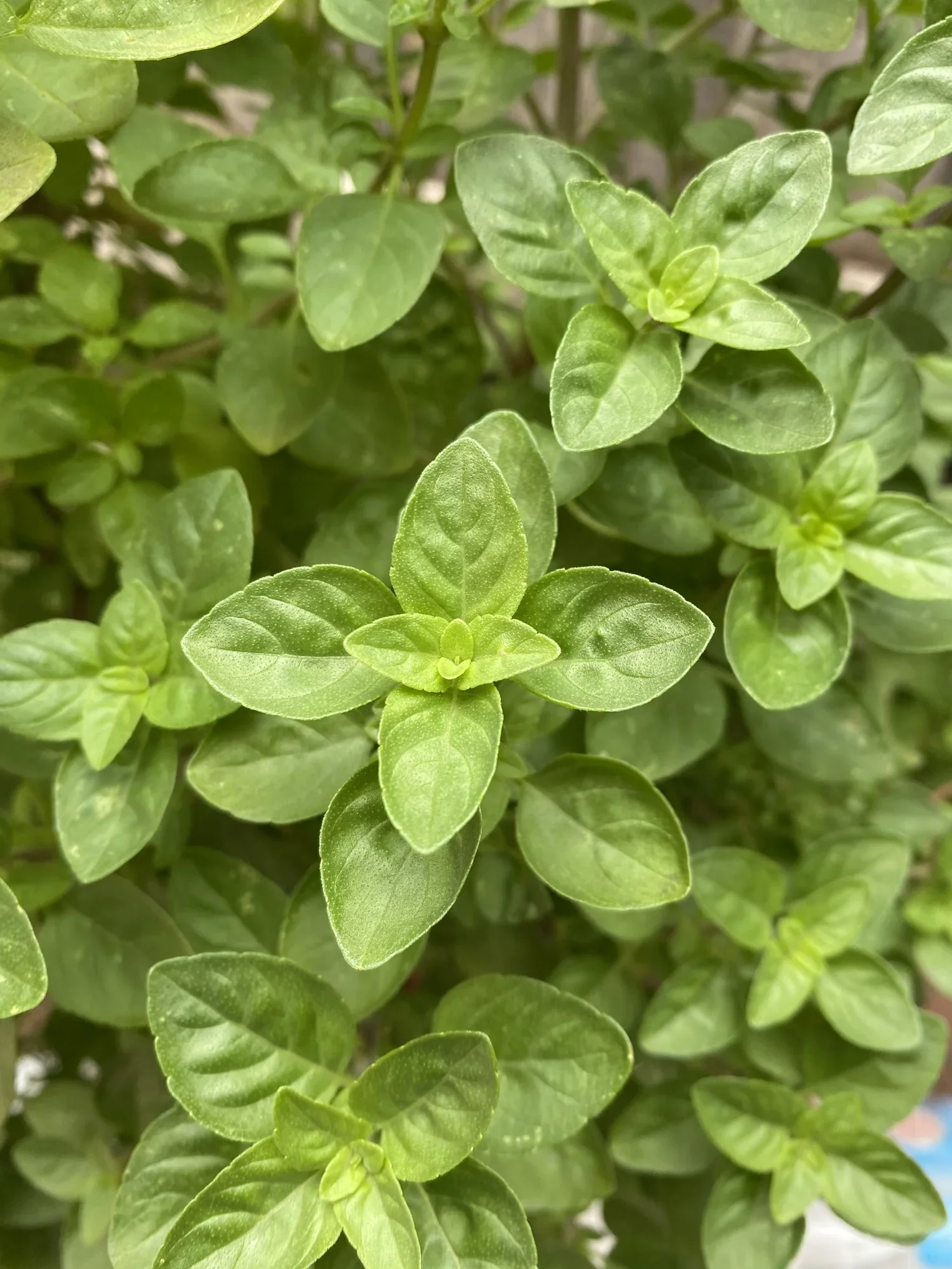 Basil - Greek