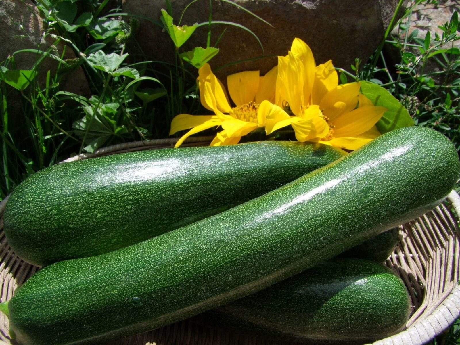 Zucchini - Black Beauty