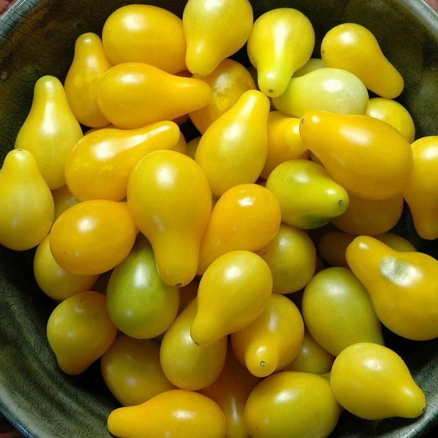 Yellow Pear