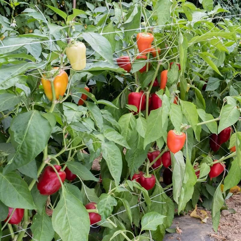 Capsicum - Antohi Romanian