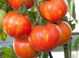 Tigerella