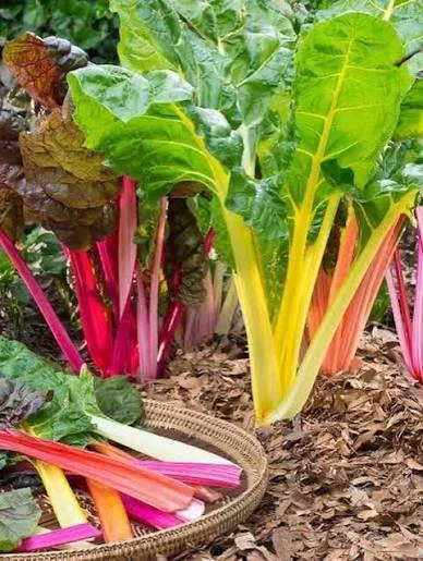 Rainbow Chard