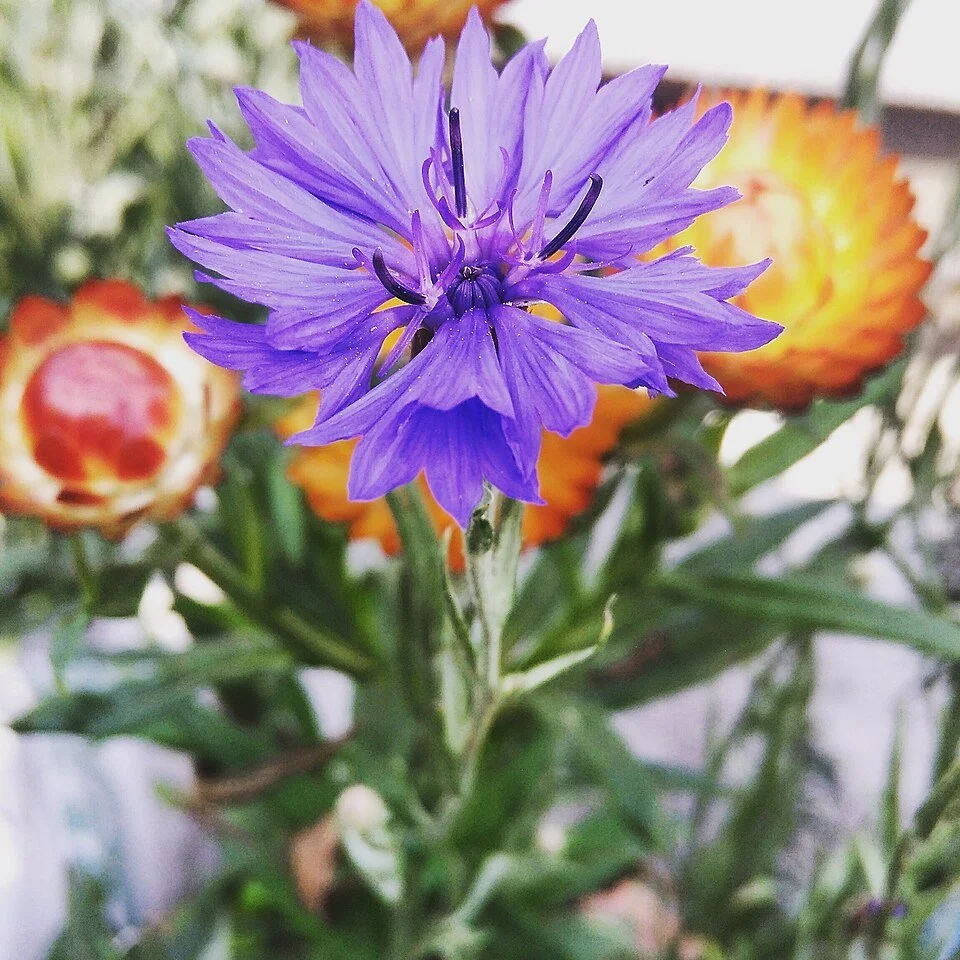 Cornflower