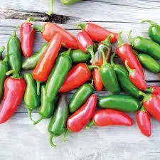 Chilli - Early Jalapeno