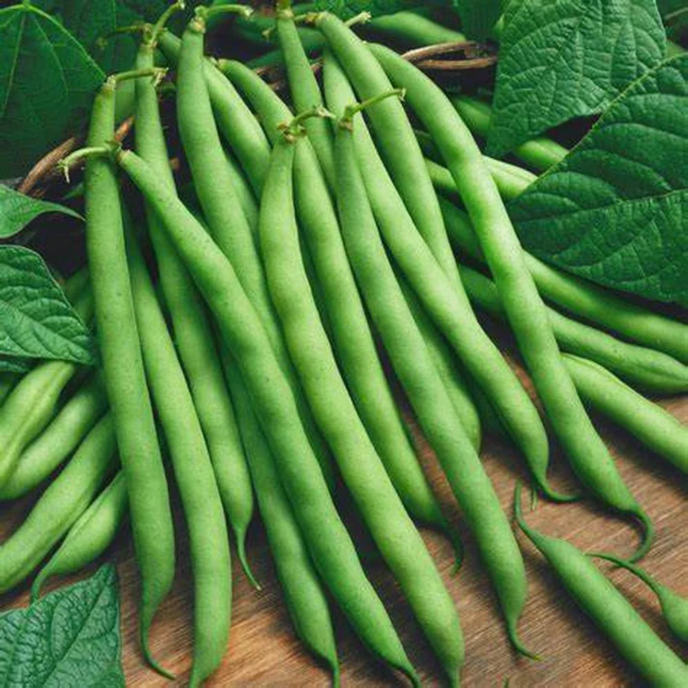 French Bean 'Provider'